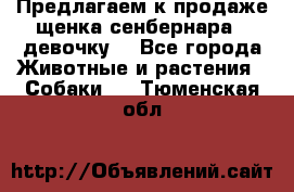 Предлагаем к продаже щенка сенбернара - девочку. - Все города Животные и растения » Собаки   . Тюменская обл.